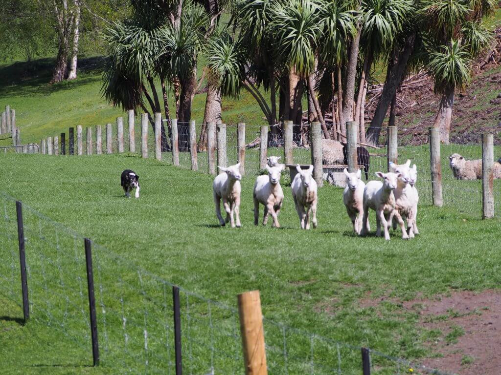 牧羊犬が羊を集めるショー