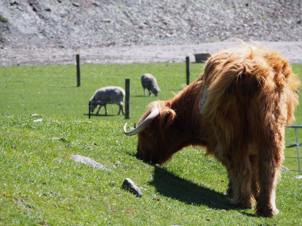 スコットランド牛